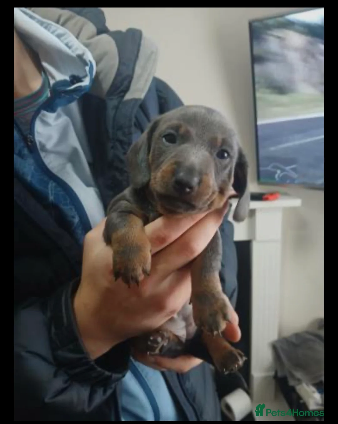 Miniature Dachshund dogs for sale: Miniature daschunds £800 each  - Advert 5