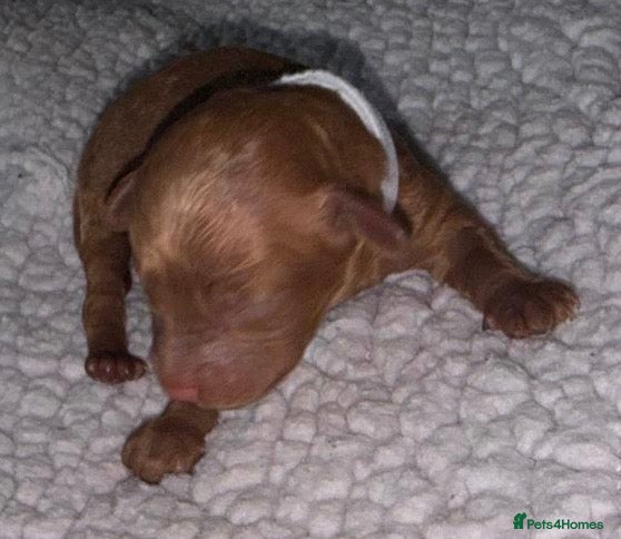 Cockapoo dogs Neddy x Cali beautiful litter of F1B Cockapoo’s - Advert 2