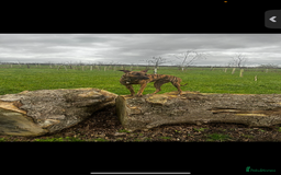 Lurcher dogs for sale: Lurcher Puppies  - Image 5