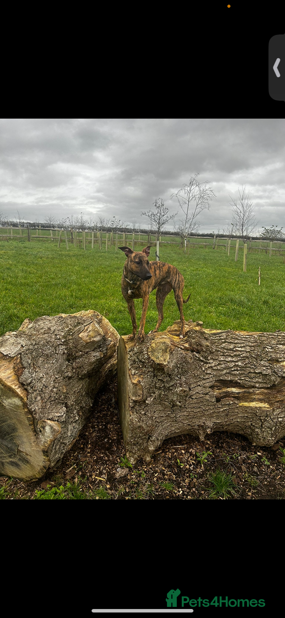 Lurcher dogs for sale: Lurcher Puppies  - Image 5
