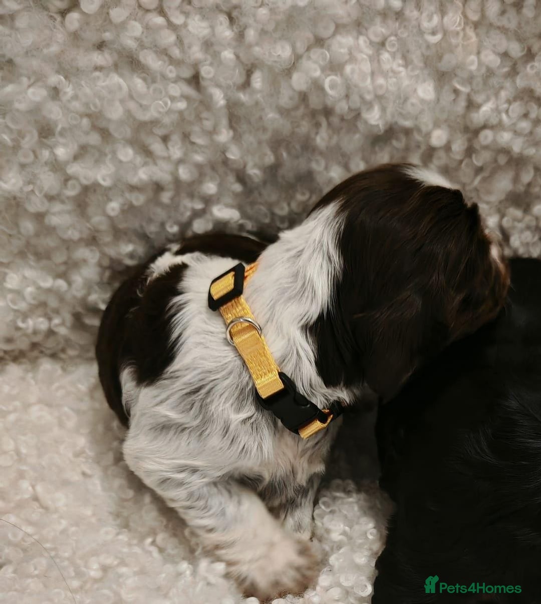 Cocker Spaniel dogs for sale: Kc show cocker spaniel puppies  - Image 3