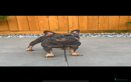 French Bulldog dogs for sale: French bulldog lilac and tan - Image 1
