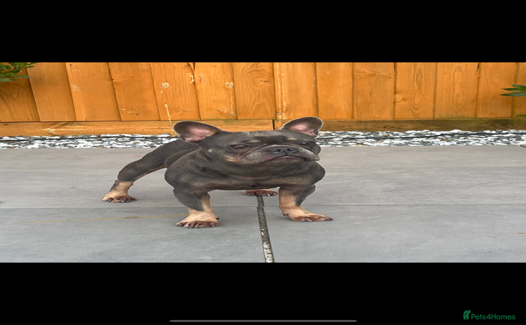 French Bulldog dogs - Advert 1