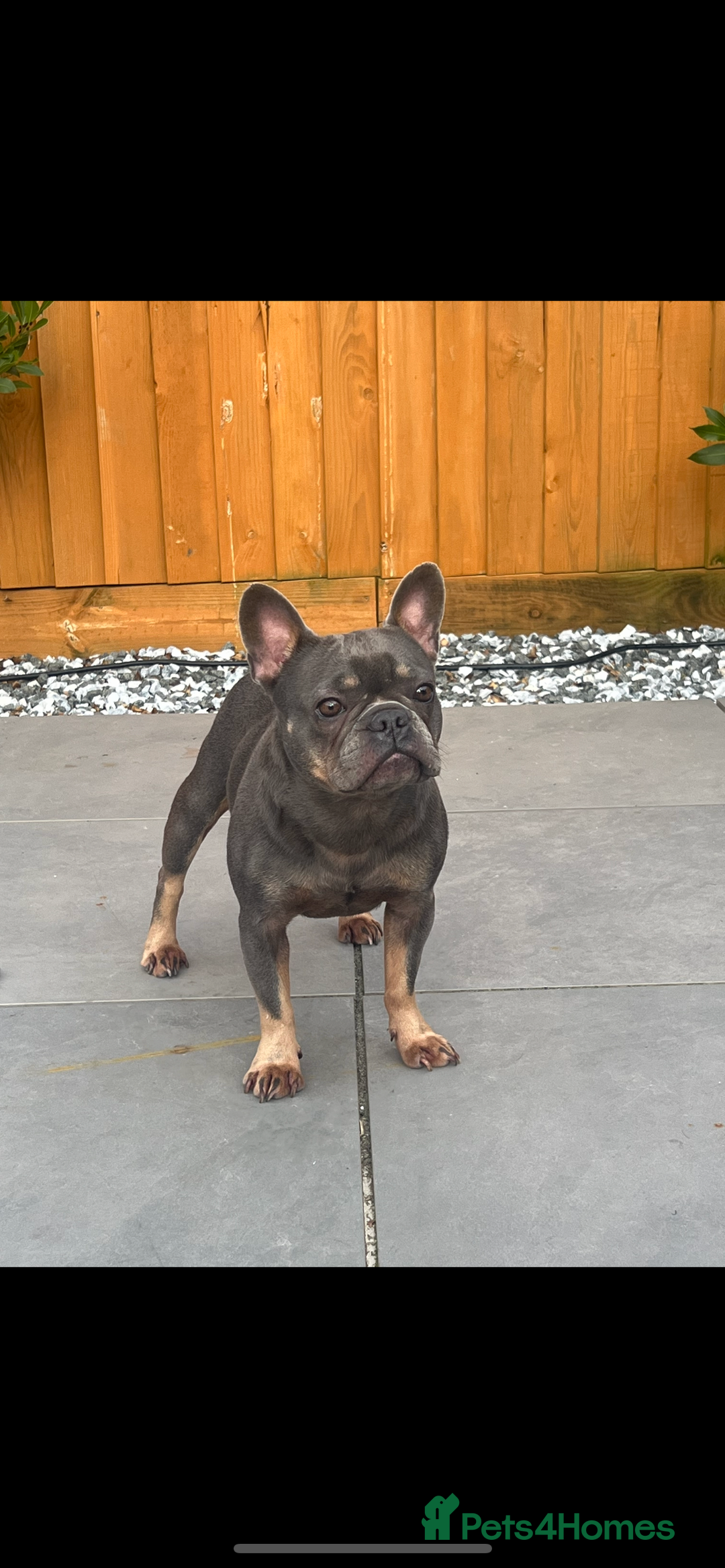 French Bulldog dogs for sale: French bulldog lilac and tan - Image 1