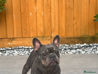 French Bulldog dogs - Advert 8