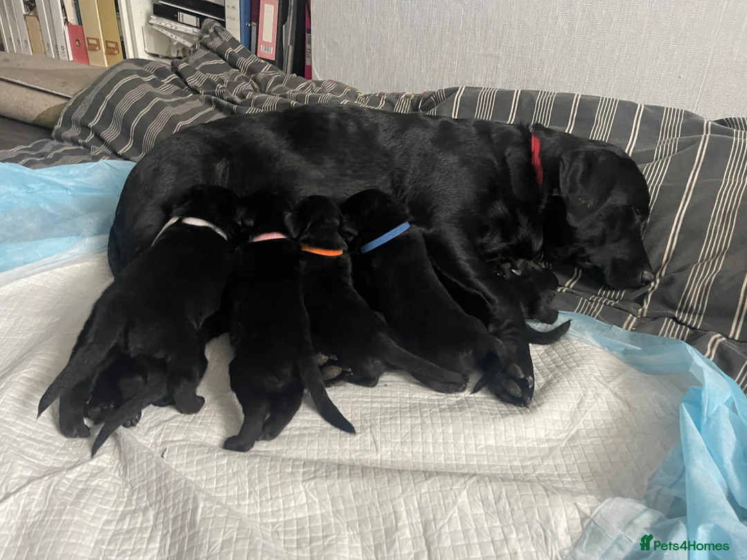 Mixed Breed dogs for sale: Adorable Lab x German Shepherd Puppies - Advert 7