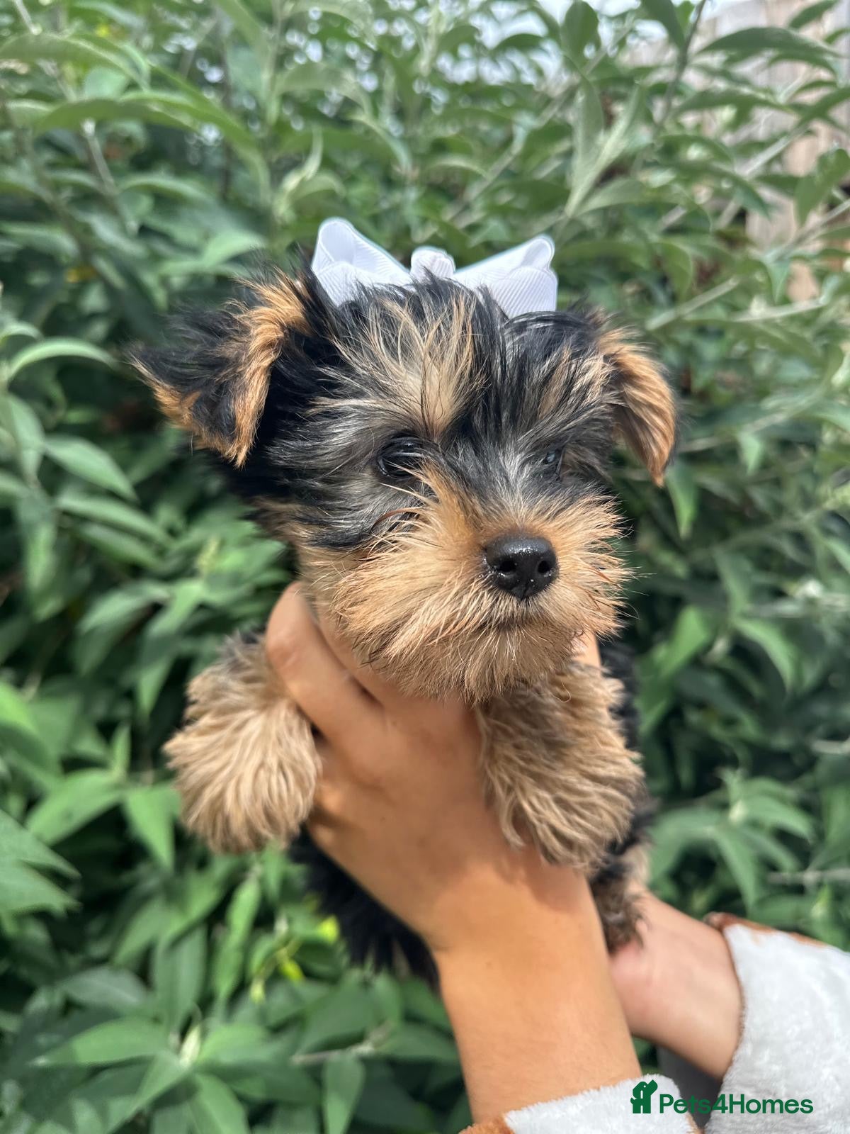 Yorkshire Terrier dogs for sale: Beautiful Yorkshire terrier puppy’s ready now - Advert 14