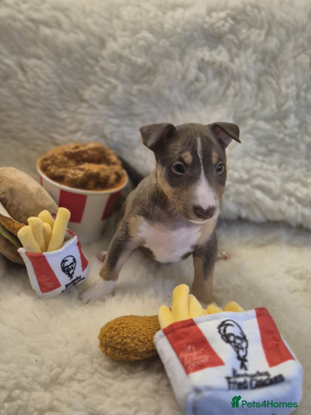 Miniature Bull terrier dogs for sale: 🐾 Exclusive Miniature Bull Terrier Puppies🐾  - Advert 29