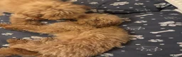 Miniature Poodle dogs for sale: 10 month old Golden Poodles in Hull - Advert 4