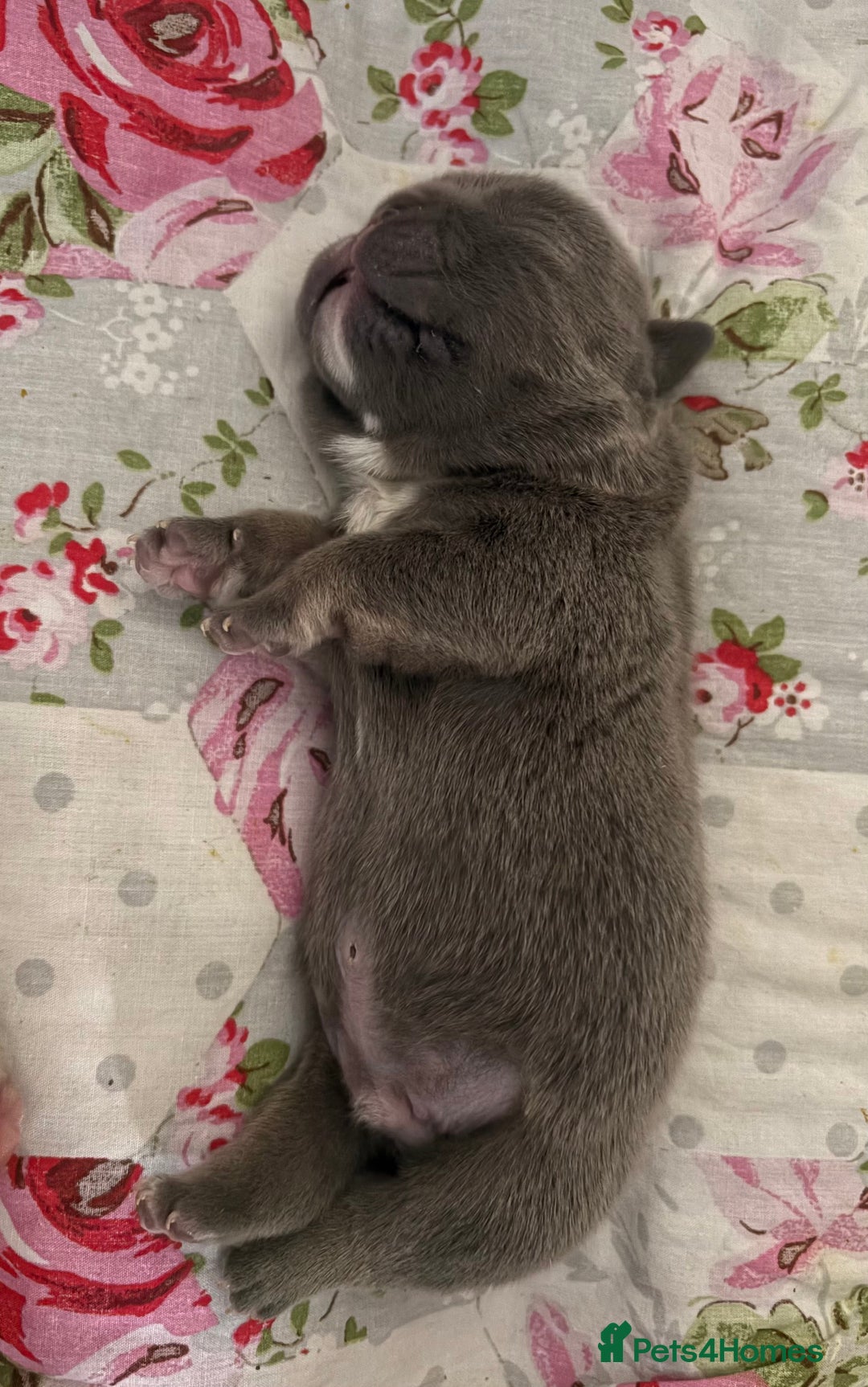 English Bulldog dogs for sale: 4 beautiful strong puppies - Advert 8