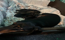 Miniature Dachshund dogs for sale: Miniature daschund puppy’s  - Image 5