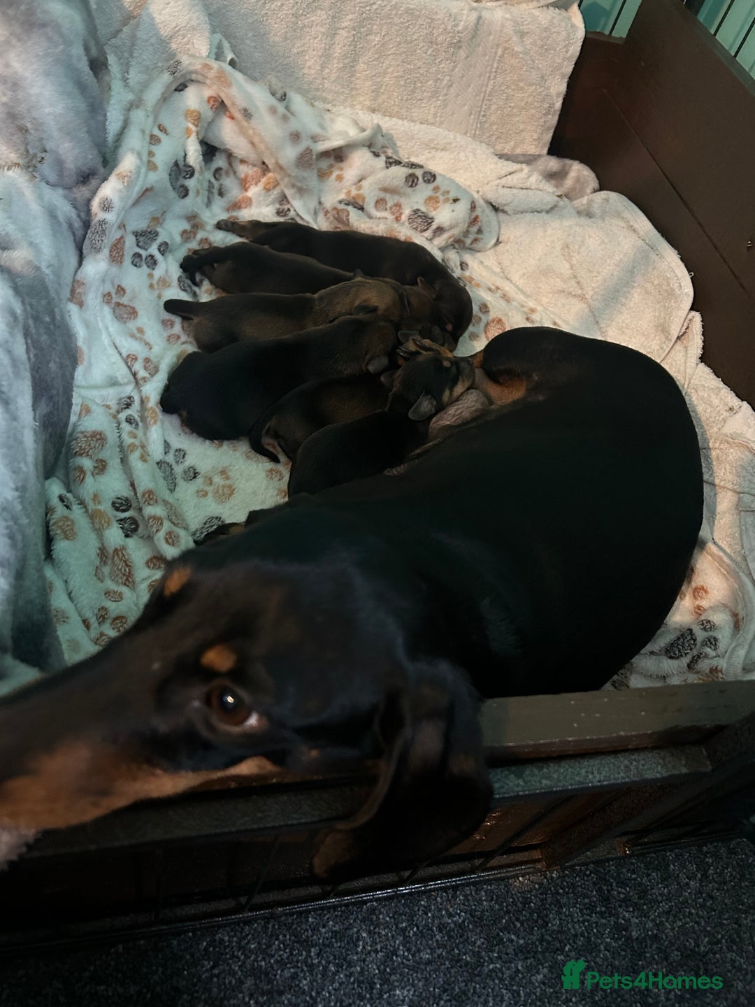 Miniature Dachshund dogs for sale: Miniature daschund puppy’s  - Image 5