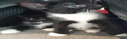 British Shorthair cats for sale: 2 Lovely black and white fluffy kittens - Advert 21