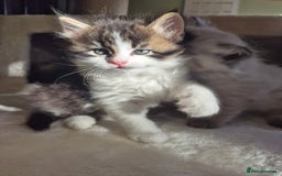 Mixed Breed cats for sale: Siberian x Ragdoll x Domestic kittens  - Image 3