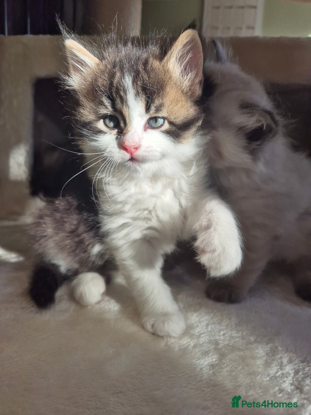Mixed Breed cats for sale: Siberian x Ragdoll x Domestic kittens  - Image 3