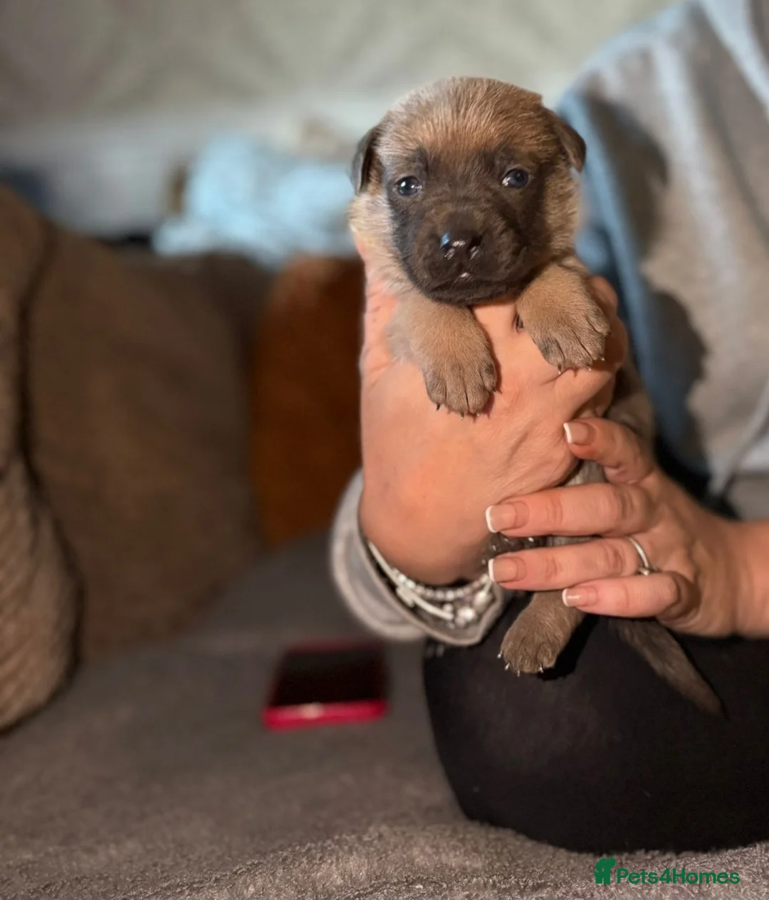 Mixed Breed dogs for sale: "Shug"  puppies  - Advert 2