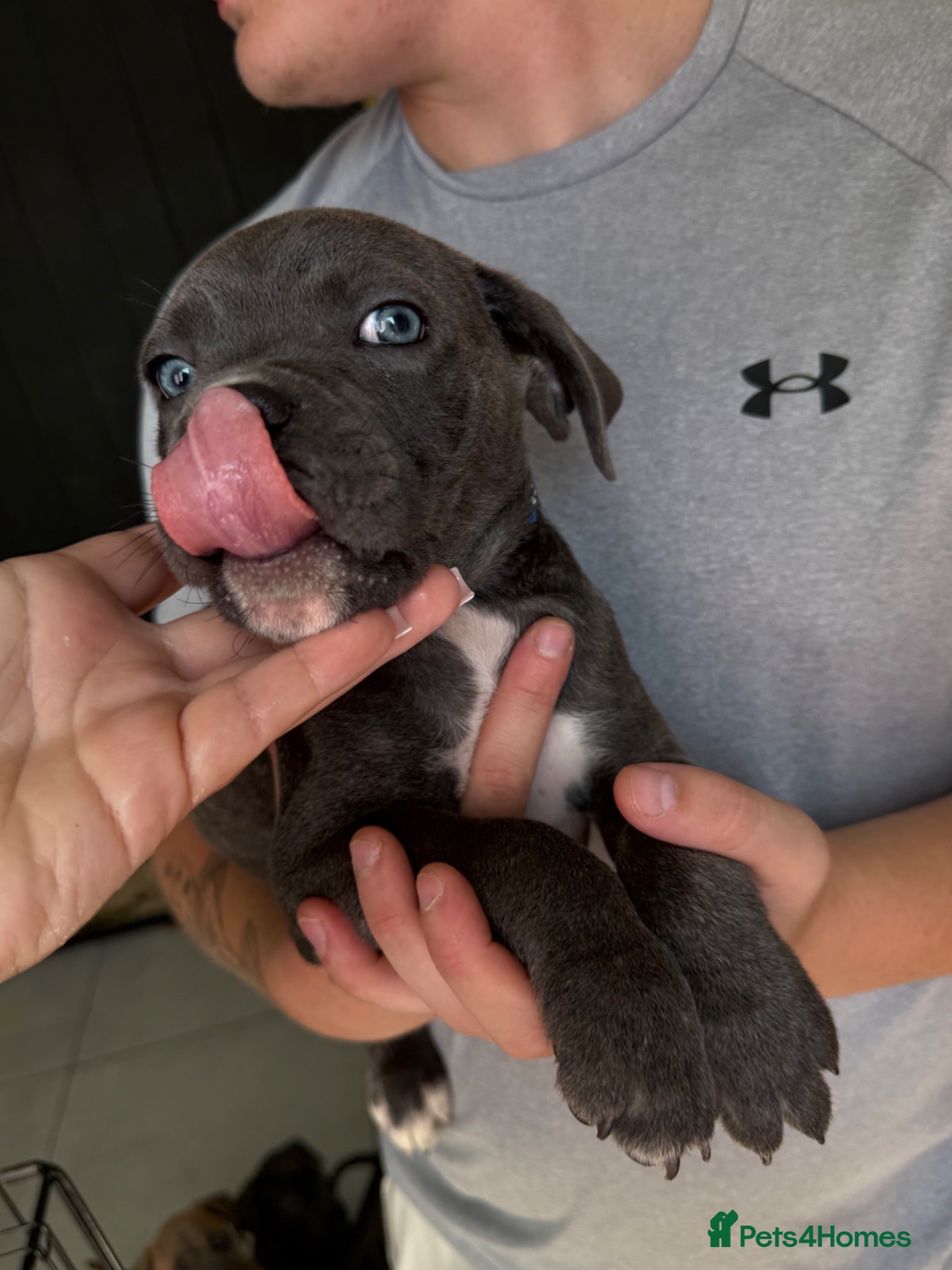 Cane Corso dogs Now ready to leave!🥰 - Advert 1