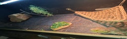 Bearded Dragon reptiles for sale: Bearded Dragon £300 - Advert 2
