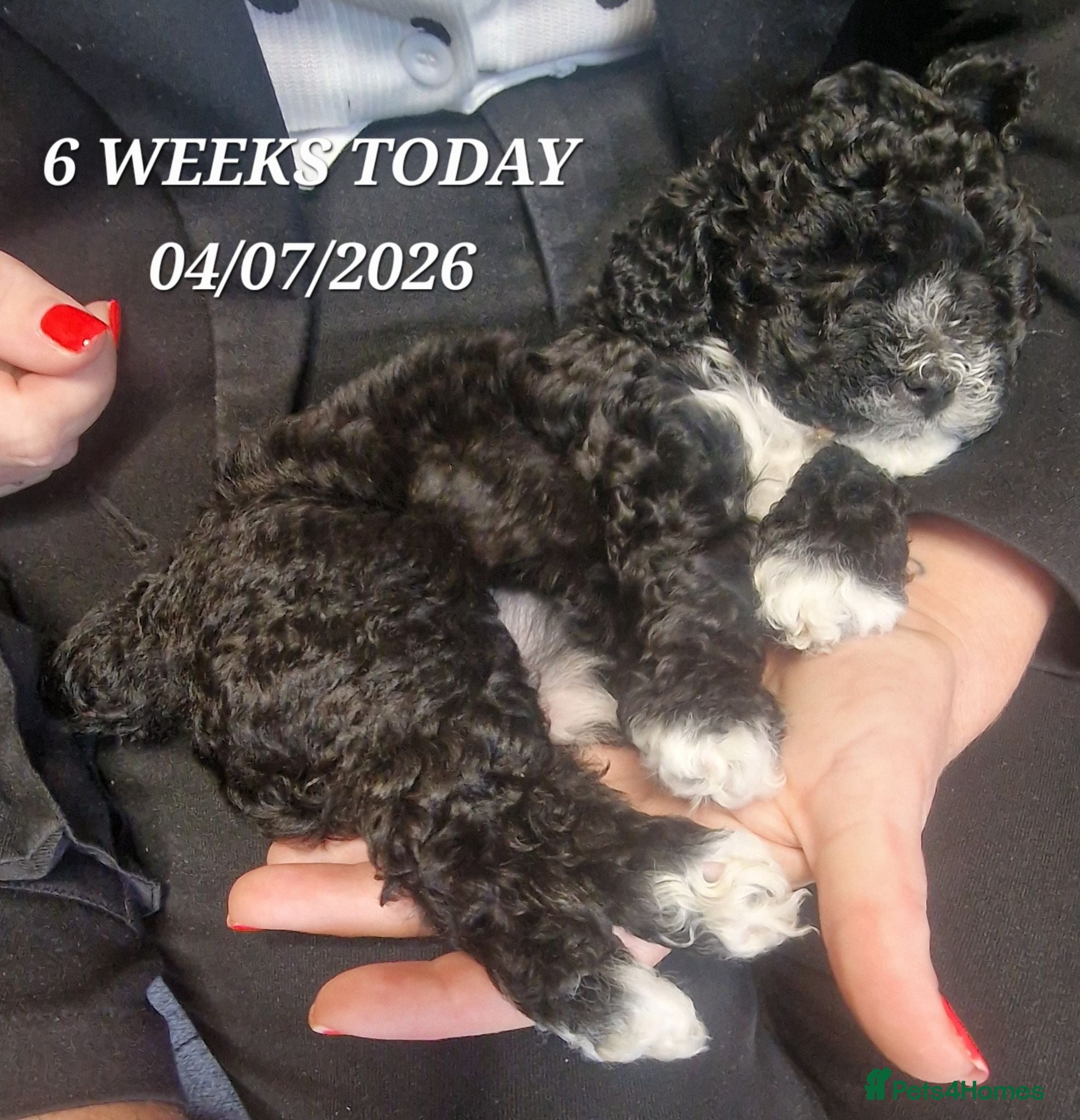 Maltipoo dogs Maltipoo F1b pups - Advert 6