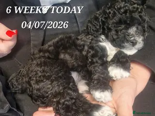 Maltipoo dogs Maltipoo F1b pups - Advert 6