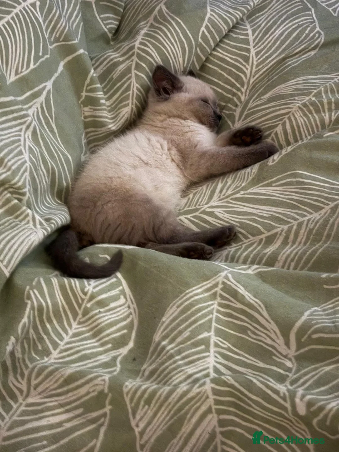 British Shorthair cats for sale: Full British Shorthair kittens - Advert 11