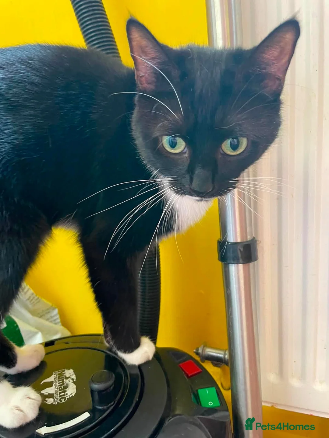 Mixed Breed cats for sale: ** Rescues cats looking for furever home ** - Advert 7