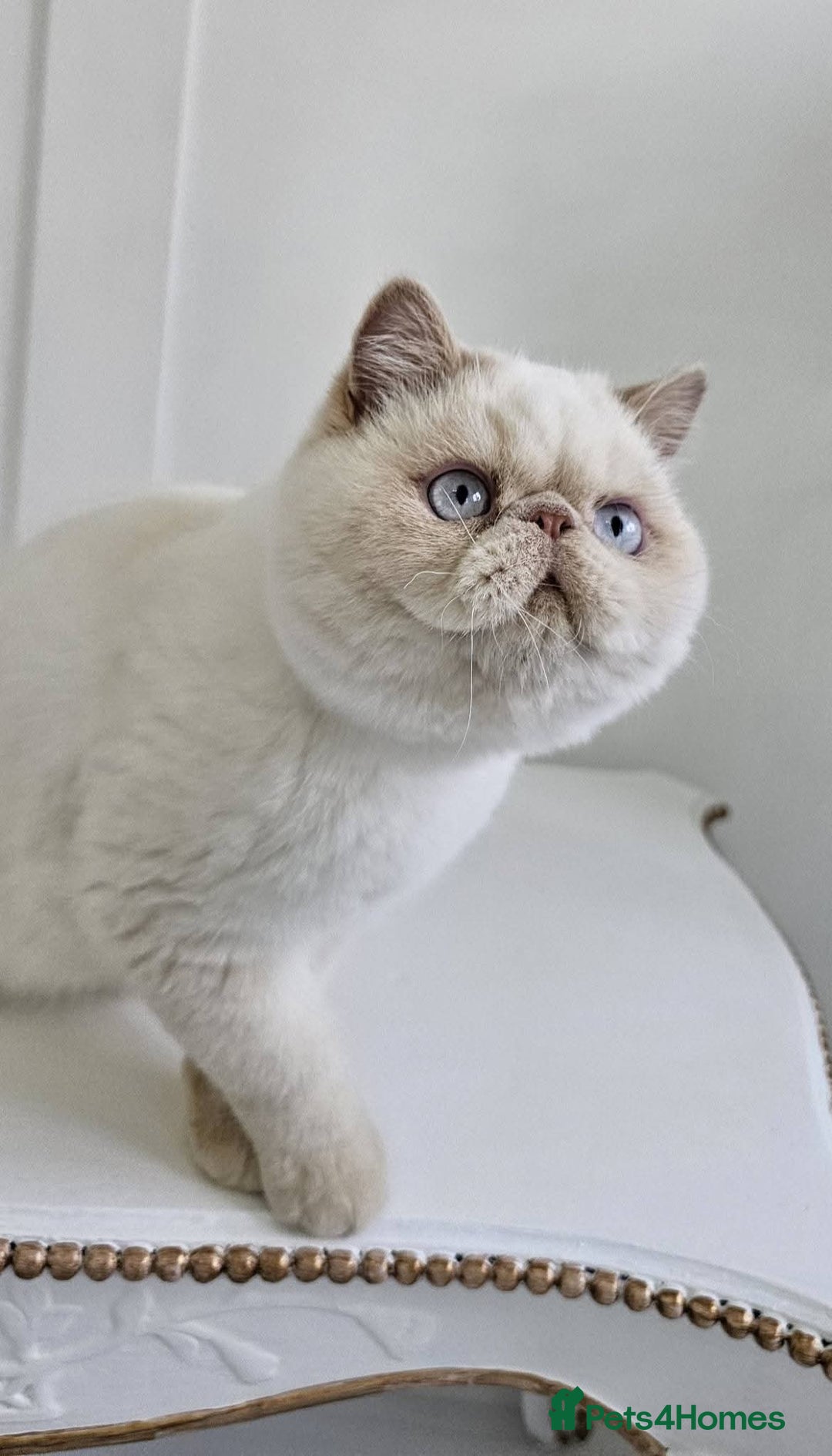 Exotic cats for sale: Chunky GCCF reg pedigree male exotic SH kitten  - Advert 5