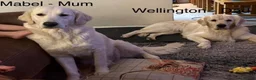 Golden Retriever dogs for sale: Stunning Cream Golden Retriever Puppies  - Advert 2