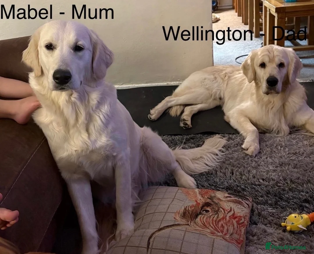 Golden Retriever dogs for sale: Stunning Cream Golden Retriever Puppies  - Advert 2