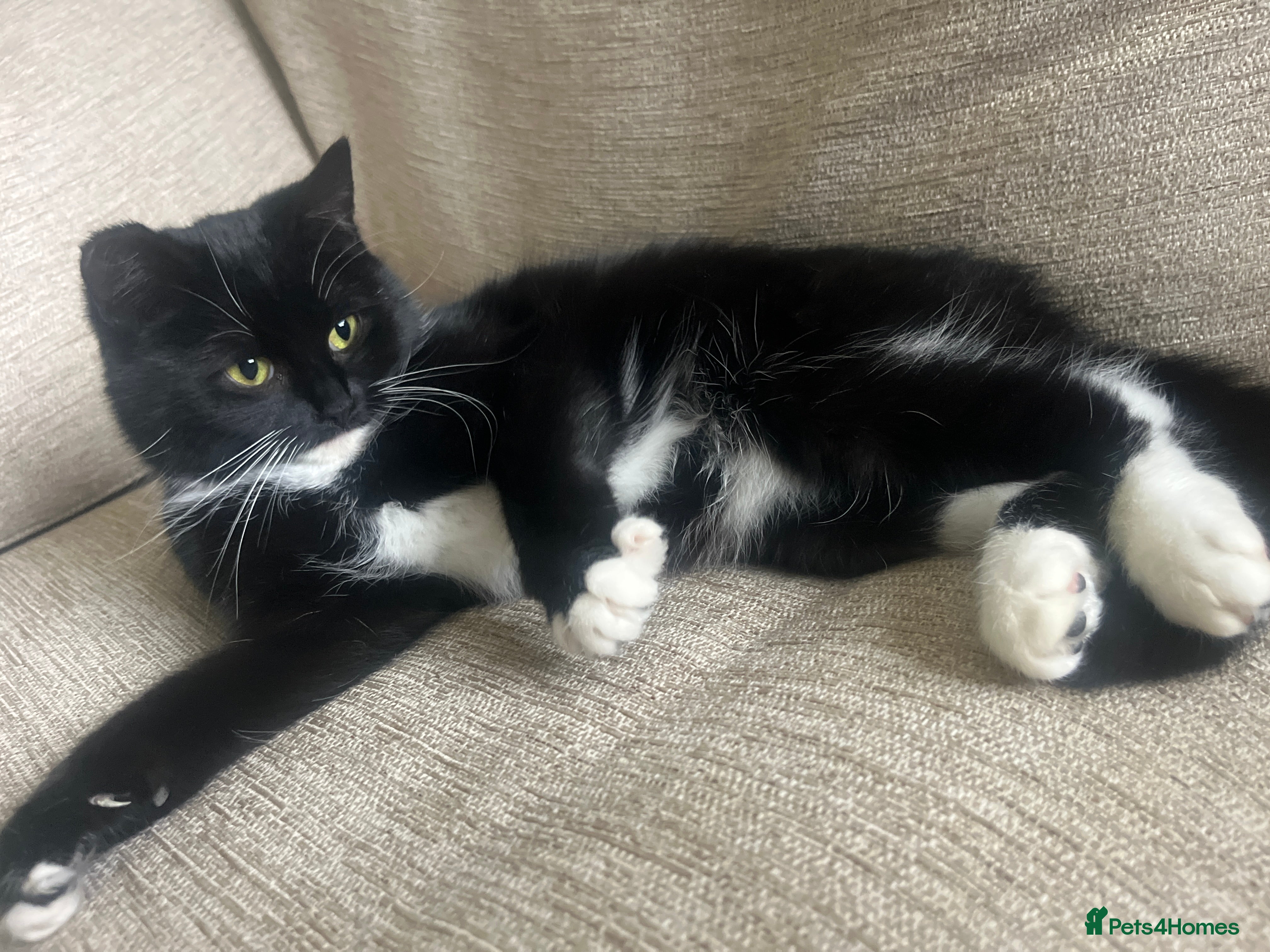 British Shorthair cats Black and White Female Cat  - Advert 5