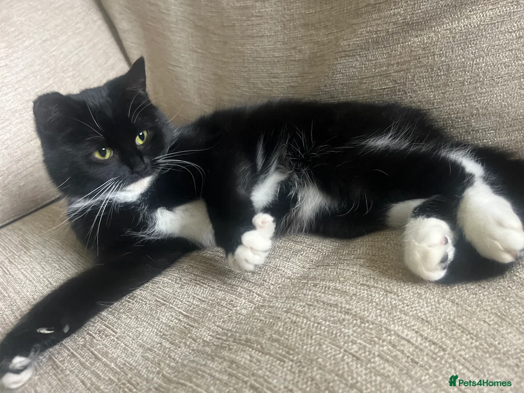 British Shorthair cats for sale: Black and White Female Cat  - Advert 1