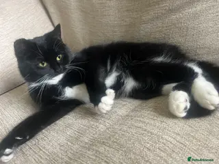 British Shorthair cats Black and White Female Cat - Advert 2