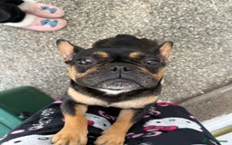 French Bulldog dogs for sale: Black and Tan frenchie  - Image 2