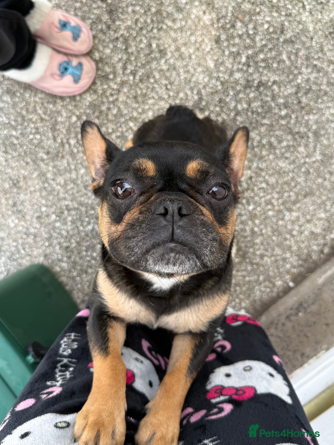 French Bulldog dogs for sale: Black and Tan frenchie  - Image 2