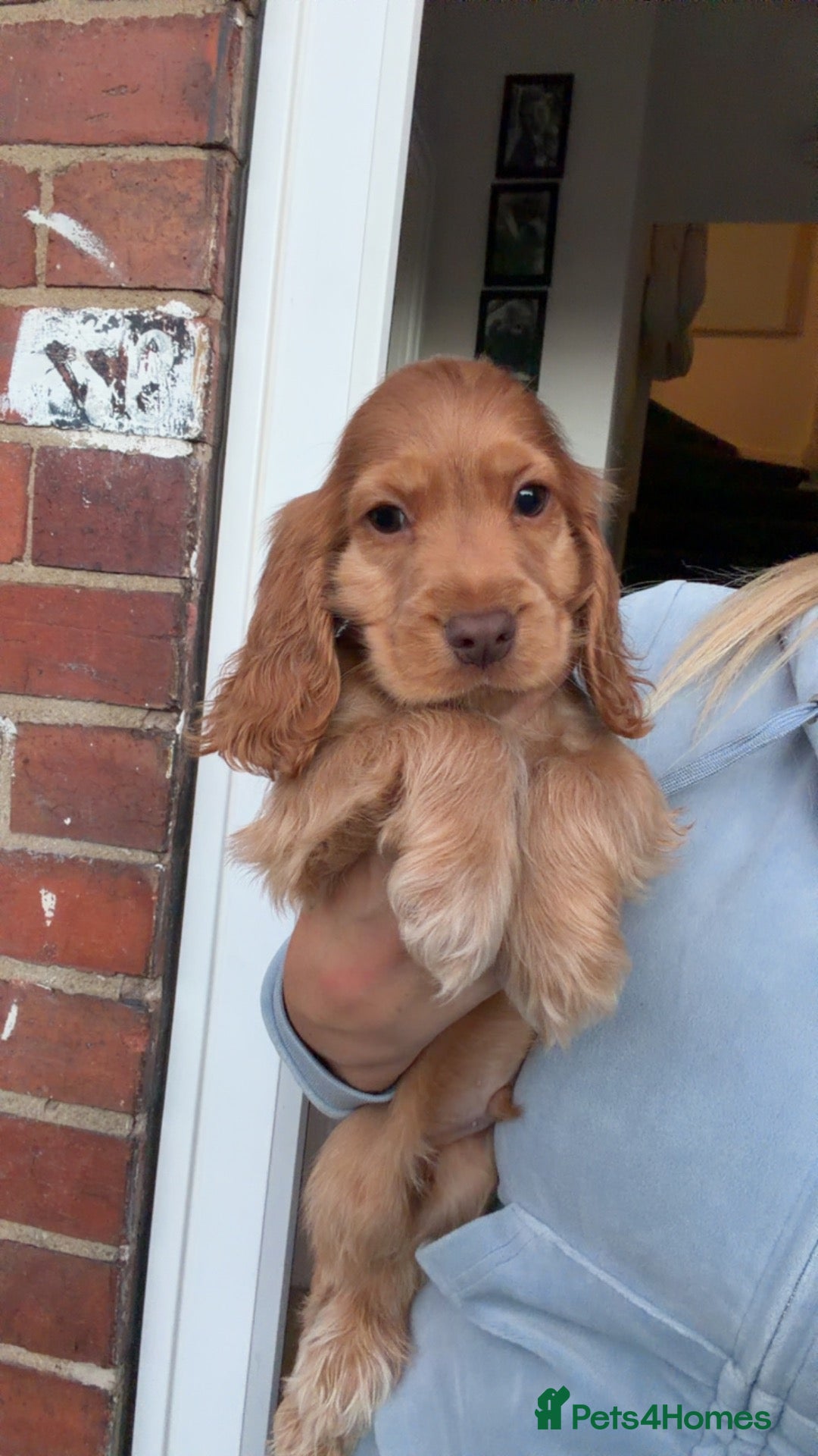 Cocker Spaniel dogs ⭐️⭐️2 boys kc registered show cocker spaniels⭐️⭐️ - Advert 13