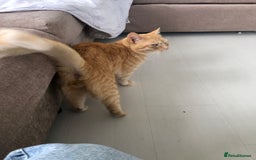 Bengal cats for sale: 2 year old cat male  - Image 2