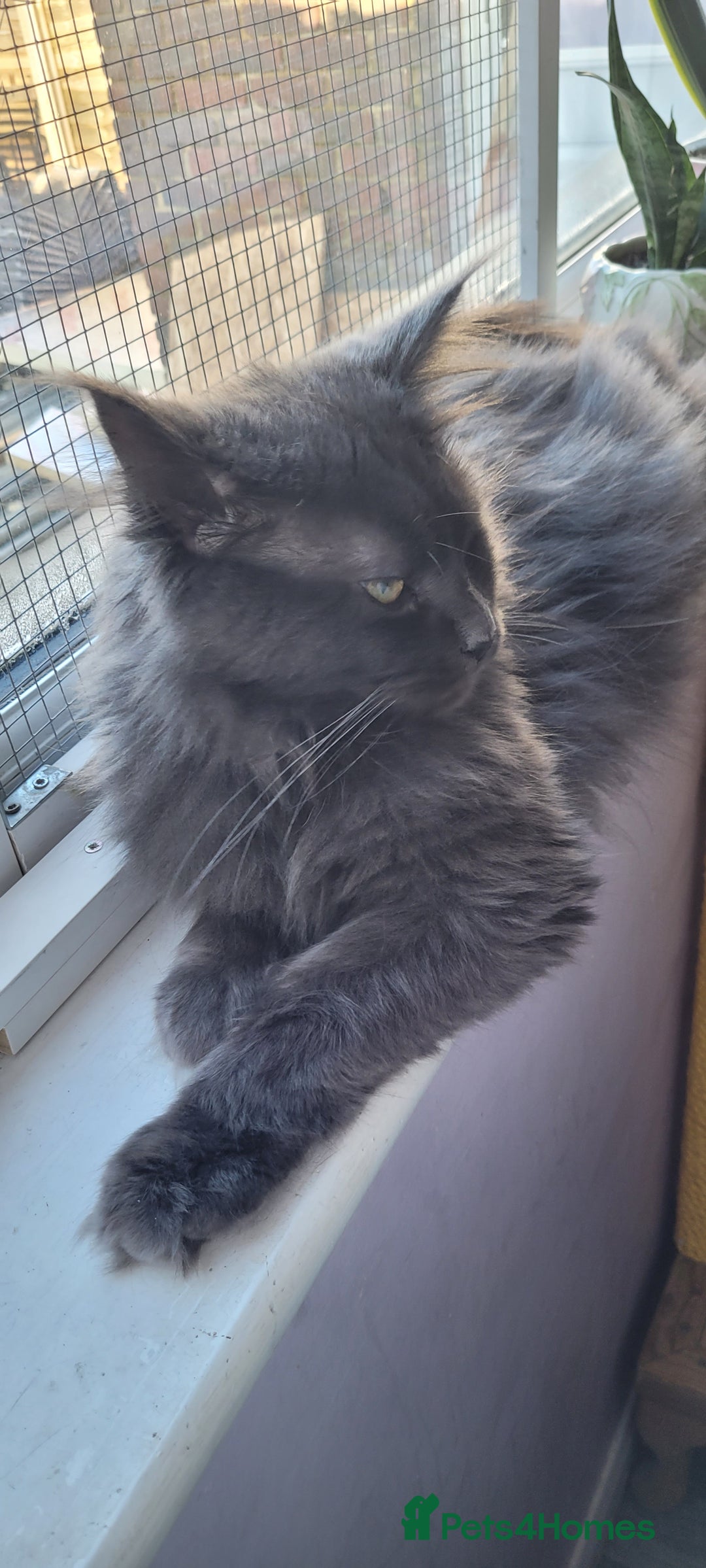 Maine Coon cats for sale: Maine Coon boy  - Advert 2