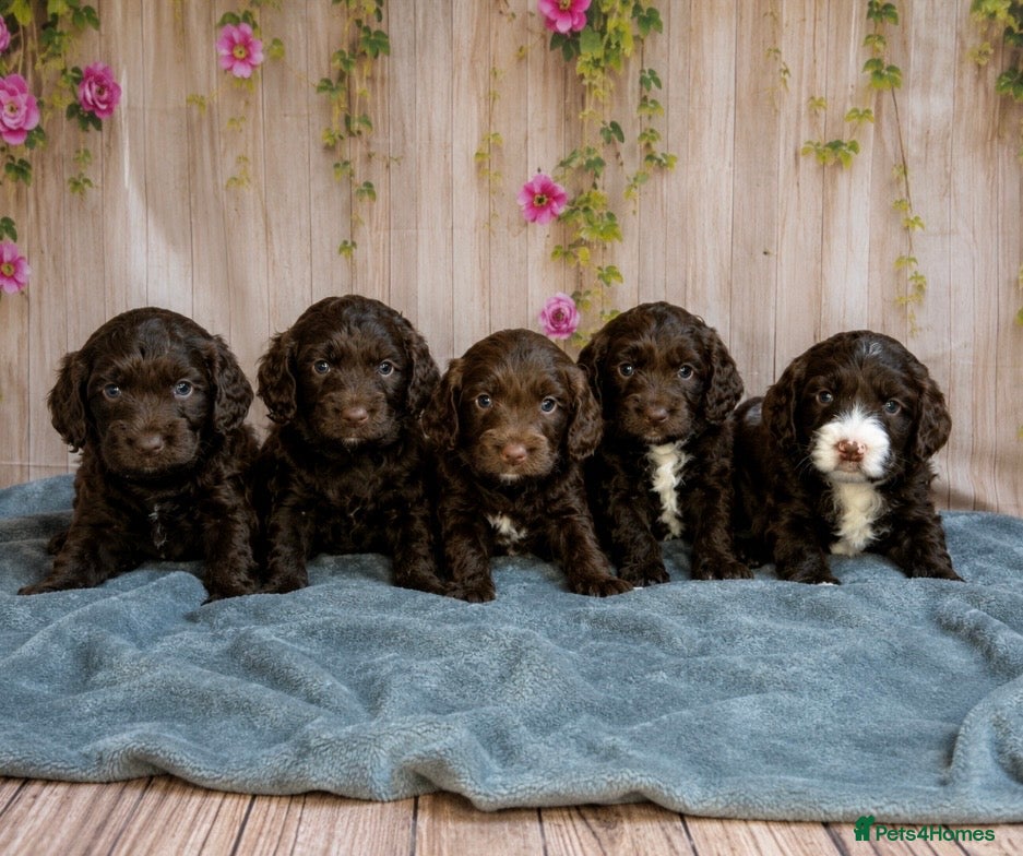 Cockapoo dogs for sale: Beautiful F1 Cockerpoo Puppies 👑 - Advert 1