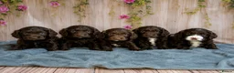Cockapoo dogs for sale: Beautiful F1 Cockerpoo Puppies 👑 - Advert 1