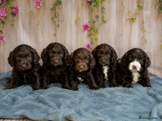 Cockapoo dogs for sale: Beautiful F1 Cockerpoo Puppies 👑 - Advert 1