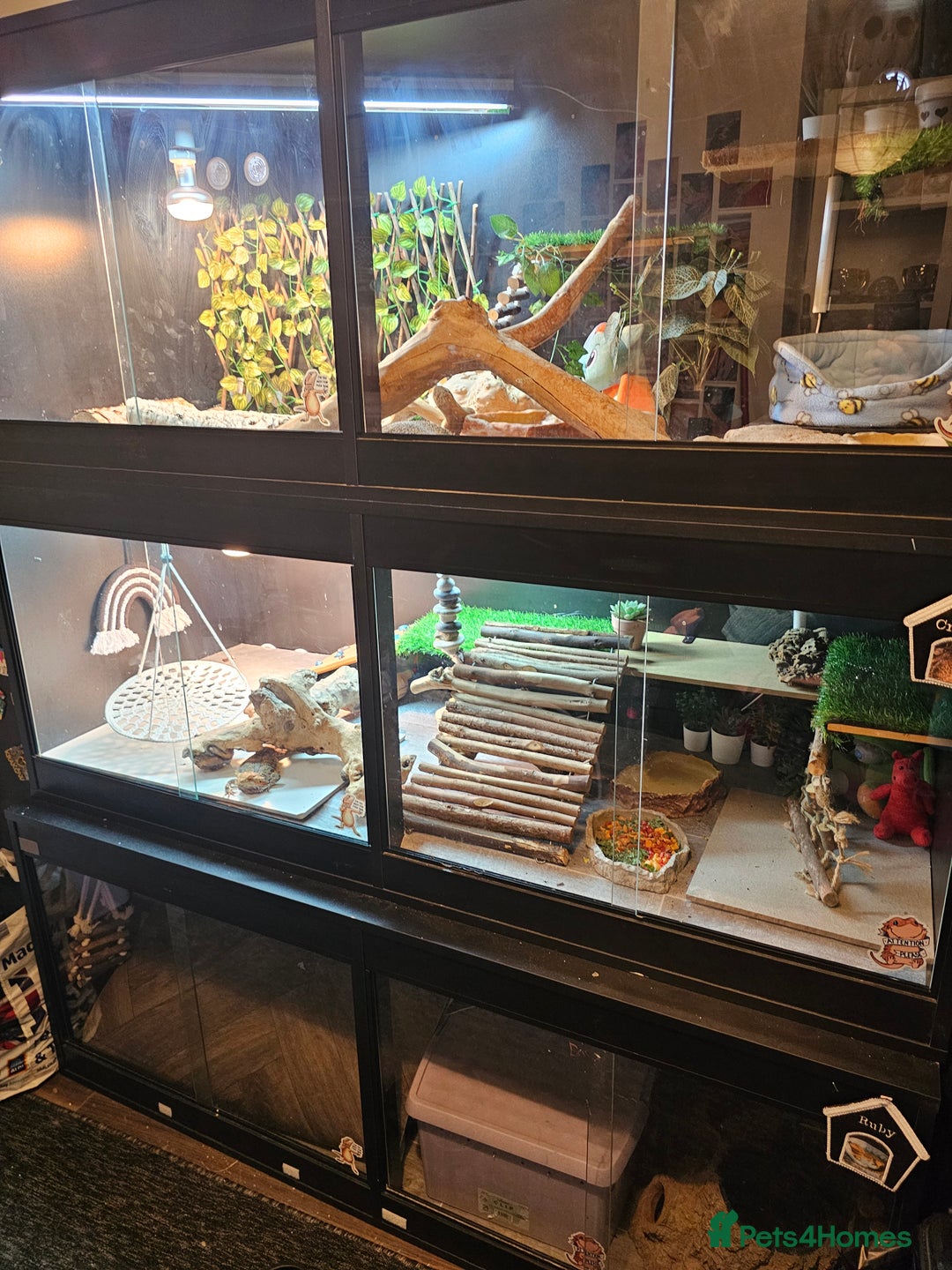 Bearded Dragon reptiles for sale: Rehoming dragons & vivs  - Image 1