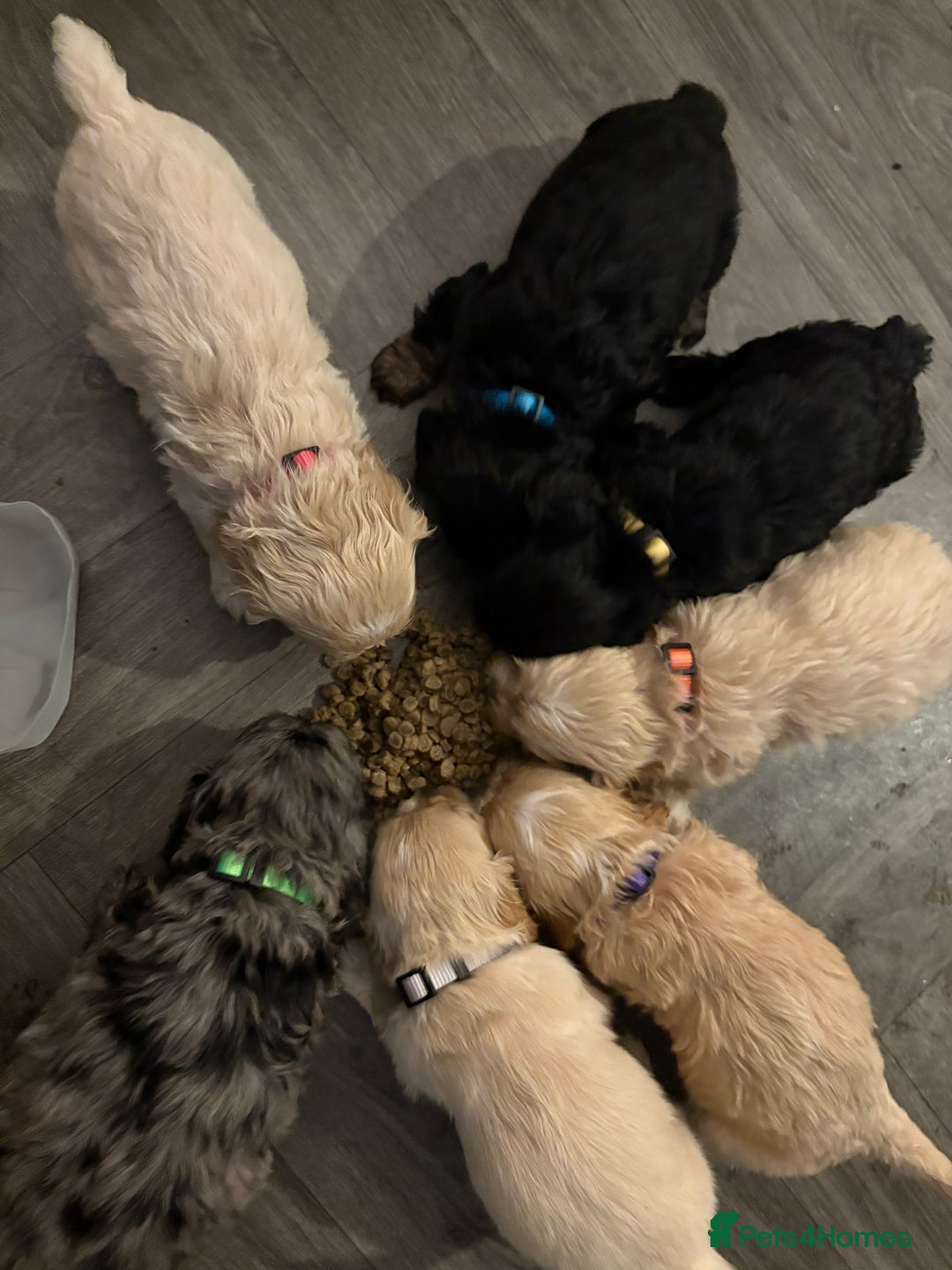 Cockapoo dogs for sale: Beautiful cockapoos - Advert 3