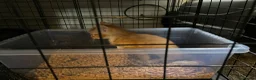 Mixed Breed cats for sale: 3 Beautiful Ginger Mix Siamese Boys Ready Now in Sutton-in-Ashfield - Advert 7