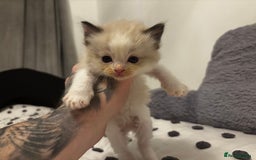 Ragdoll cats for sale: Ragdoll kittens  - Image 6