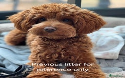Cockapoo dogs for sale: Gorgeous Red Cockapoo Girl Puppy For Sale  - Image 12