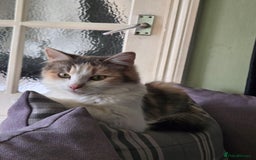 British Longhair cats for sale: 3 male kittens for sale  in Harrow - Image 3