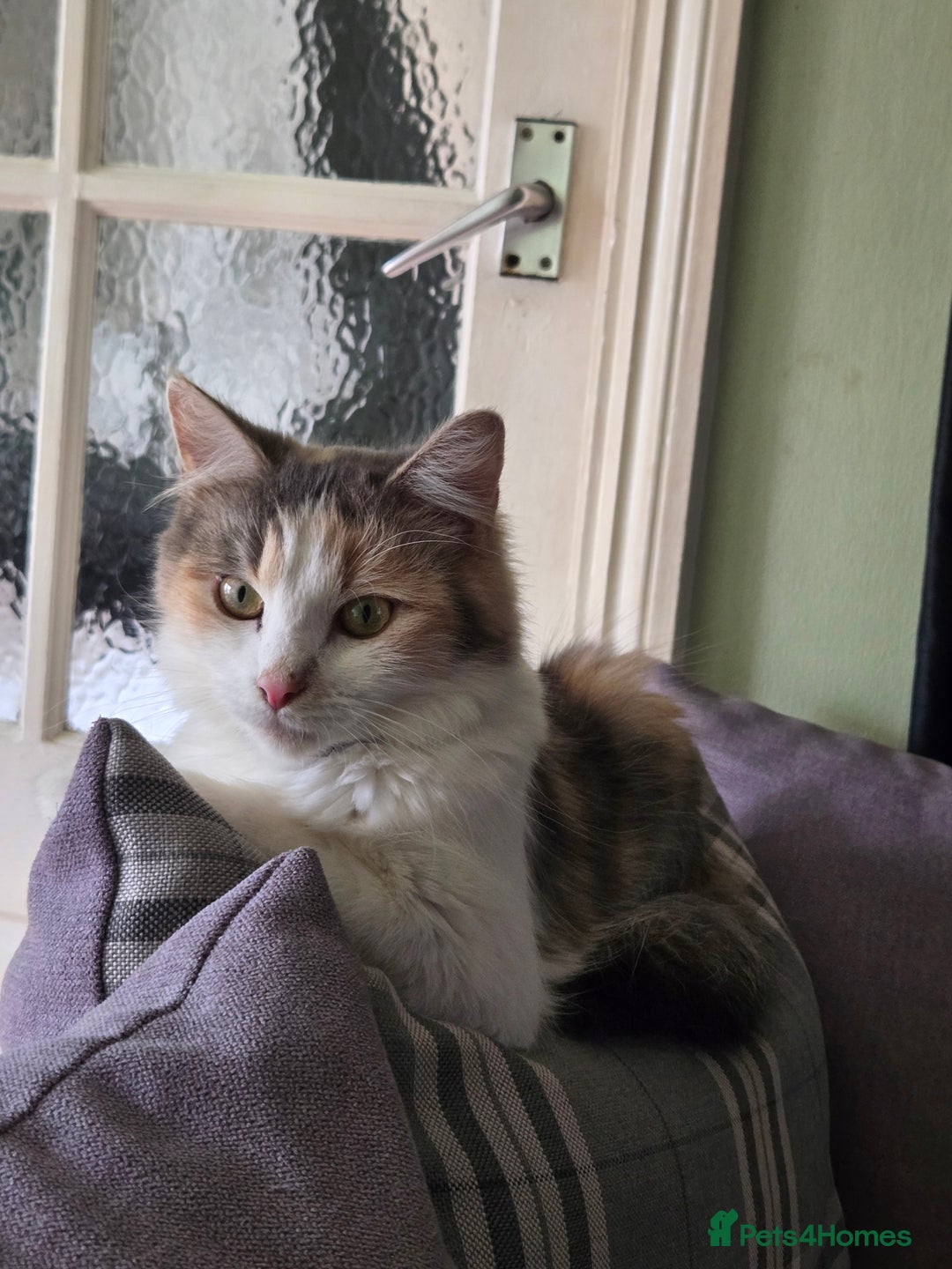 British Longhair cats for sale: 3 male kittens for sale  in Harrow - Image 3