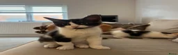 Mixed Breed cats for sale: Maine Coon × Ragdoll Kittens – Ready Now 🐾 - Advert 4
