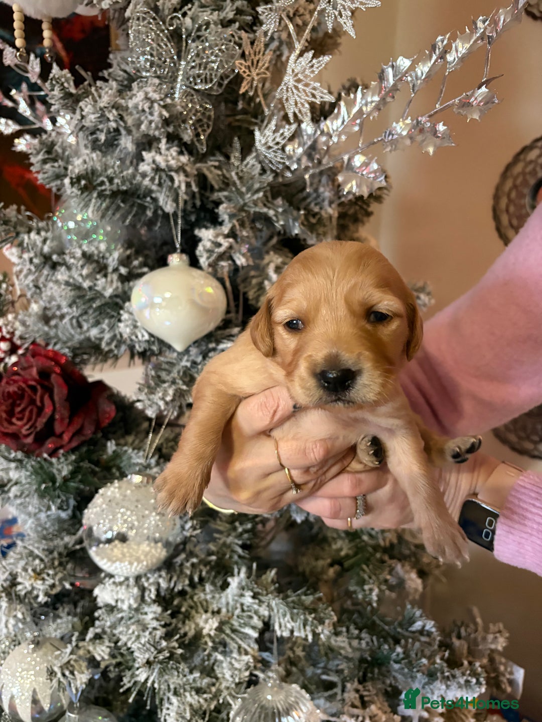 Golden Retriever dogs for sale: Sold sold sold sold sold  - Advert 9