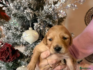 Golden Retriever dogs Golden retriever puppies KC reg 6 puppies 🐶 - Advert 3